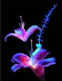 les couleurs sont tr�s belle